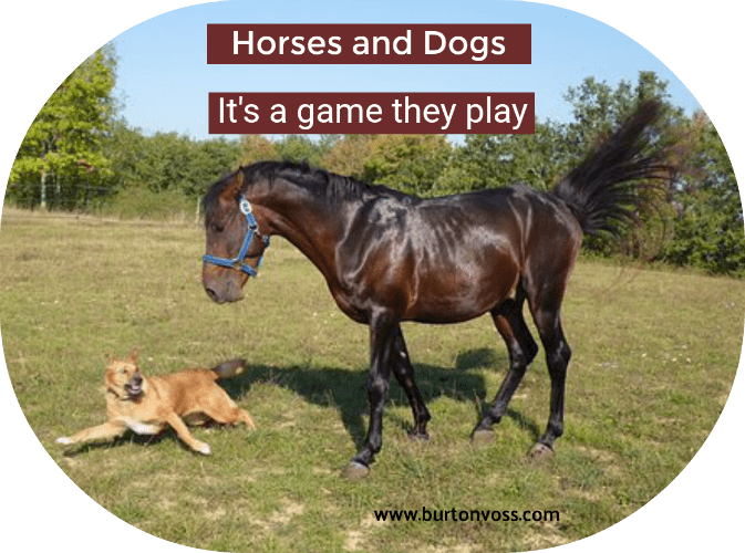 Dogs and horses