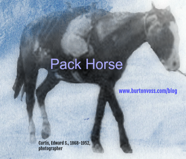 A pack horse carrying bags. He is being led by  a rope around the neck.